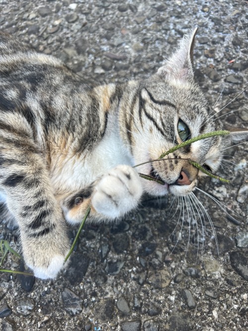 Random Neighbors Cat.