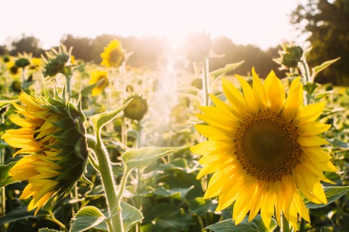 Beautiful sunflowers. Download this and more beautiful photos: bit.ly/1UZ7z3xwww.getrefe.com 