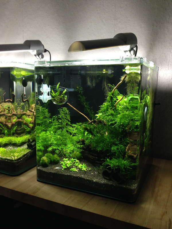 sadiie:  tank update: (1) future betta tank, now plant only(2) Dallas Stars, green