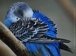 animals-animals-animals:  Budgerigar (by webcruiser) 