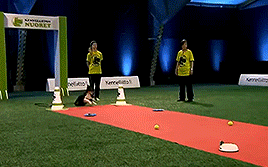 thecutestofthecute:  hannahbowl:  Hilarious Golden Retriever Really Wants To Race But.. First Things First.  This was everything I needed to see today 
