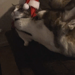 lolo9000:  That is a cat pleased with her hat