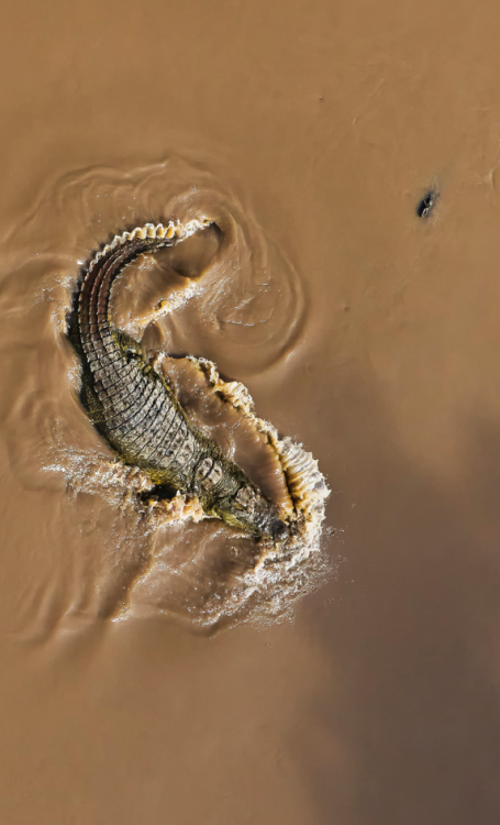 rorschachx: Nile crocodile | image by Michael Poliza