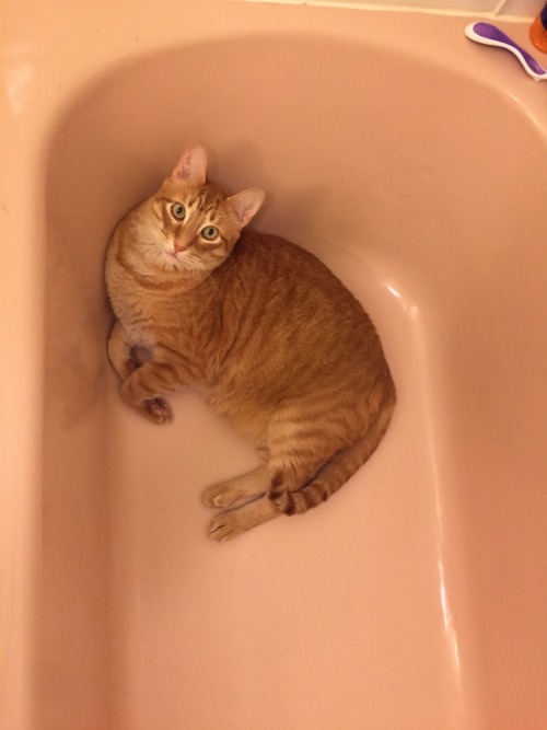 pelvicthruster:Look at my beautiful boy lounging in our pink tub