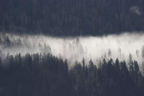 Quinault Old-Growth (Olympic National Forest) by wild trees