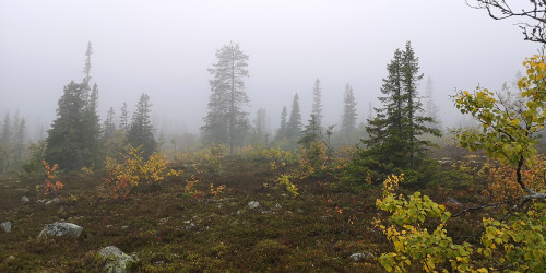 michaelnordeman: On the way down from Östertangen in Dalarna, Sweden. 