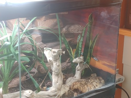 Got Mesa in his new enclosure, finally! It took forever to get his old one broken down, bugs moved a