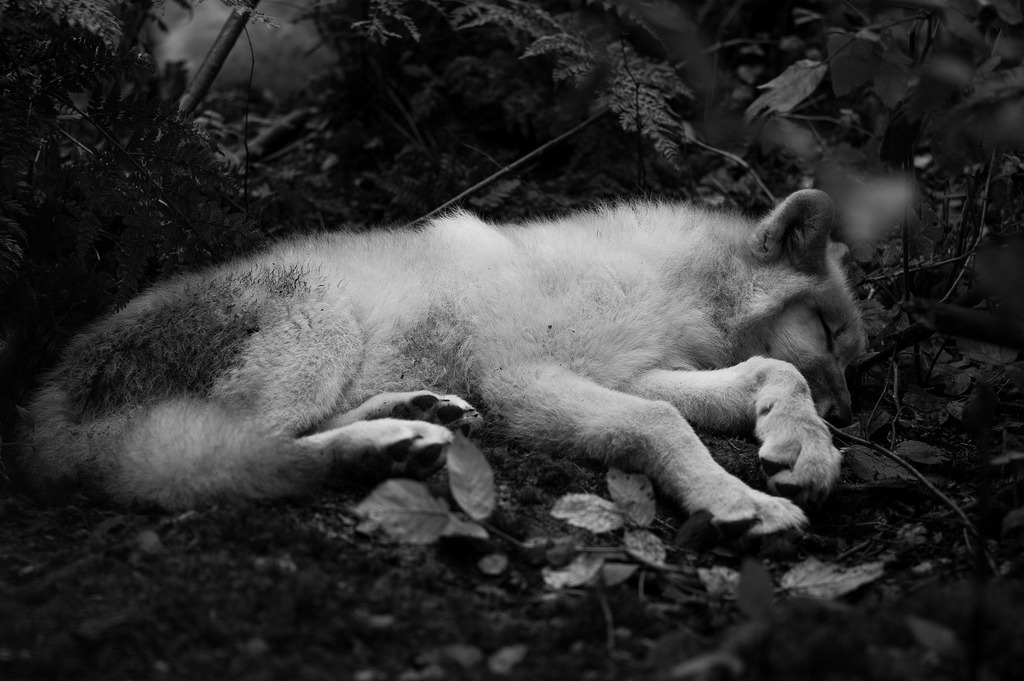 elegantwolves:  by qnze