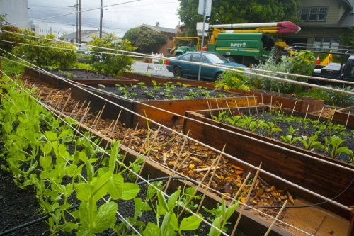 priceofliberty:  Man replaces lawn with vegetable garden, holds no regrets During the summer, nothing is better than the smell of freshly cut grass. That is, unless, you have a giant vegetable garden growing in the place of your lawn. Instead of turf,