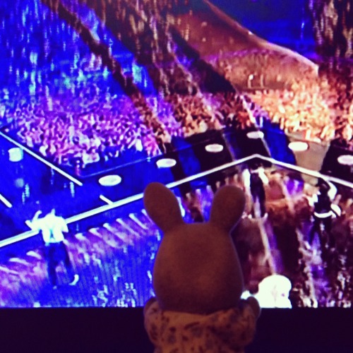 Michelle the rabbit is watching Eurovision. She’s hopes to represent the United Kingdom in Eur