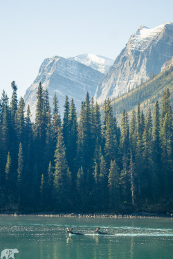 chrisburkard:    Deers crossing Maligne Lake just as the sun cracked over the mountain. Truly a once in a lifetime opportunity.www.chrisburkard.com#ChrisBurkard #ChrisBurkardPhotography #Alberta #Canada #Trees #Mountains #Deers #Wildlife #River #Stream