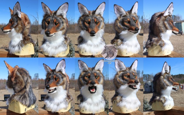 Newest finished commission - another yote! This fella features outdoor feetpaws and a fan inside the muzzle.