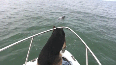 onlylolgifs:  German Shepherd gets too excited and jumps off boat towards dolphins