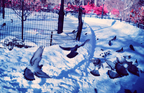 Snow Day in NYC (January 2014) Kodak Ektachrome Infrared (EIR)