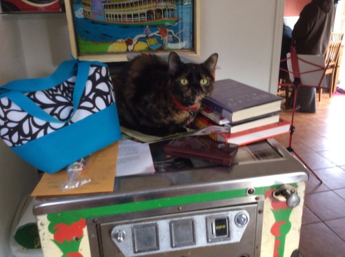 This is Comet, the queen of the clutter piles. She’s a tortoiseshell. (submitted by wheres-you