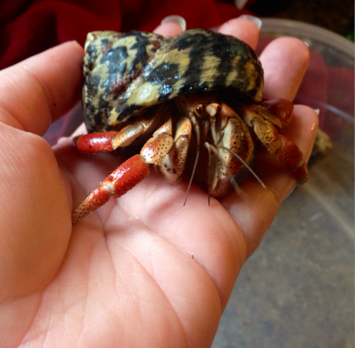 purple pincher hermit crab care