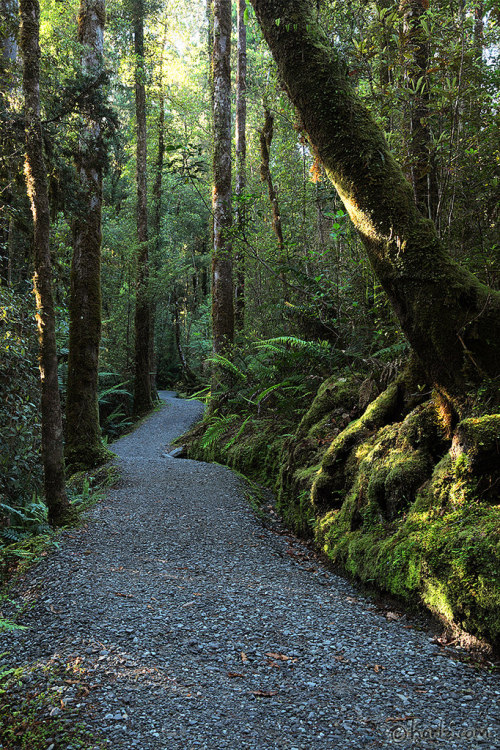 wanderthewood:Lake Matheson walk - South Island, New Zealand by Harlz_