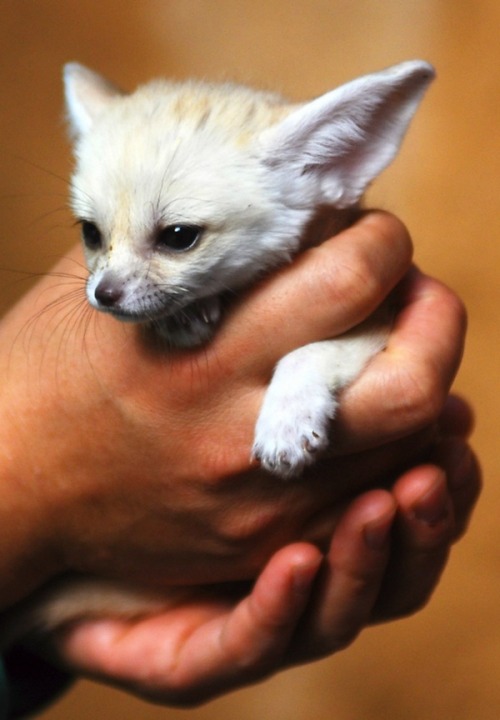 lembasinseason:  astonishtoamaze:  doctorspontaneous:  soulcriesxxx:  haneiraa:  This is a fennec Fox, a small noctural fox with big ears that helps to dissipate heat.  I did my first research paper/project ever in the 3rd grade on these lil cuties🙊💕