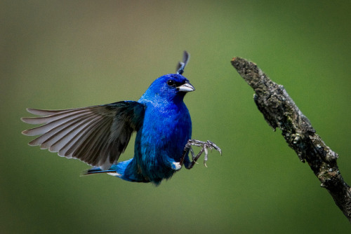 Indigo Bunting.