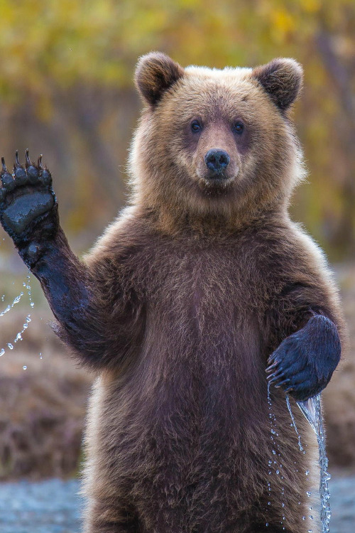 thepredatorblog:  gl0vving:  Cub Scout Honor || Kevin Dietrich  let meh rub your bELLY!!