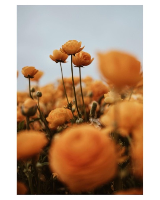 fleur-aesthetic:instagram | notestothewild 