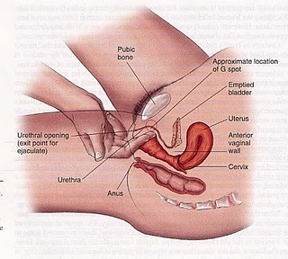 Female g spot diagram