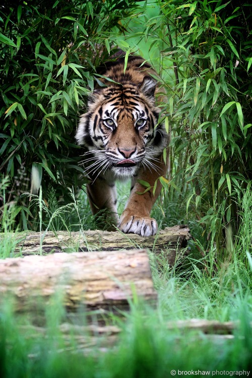 Through the undergrowth…A beautiful Sumatran Tiger named Puna at WHF Big Cat Sanctuary.