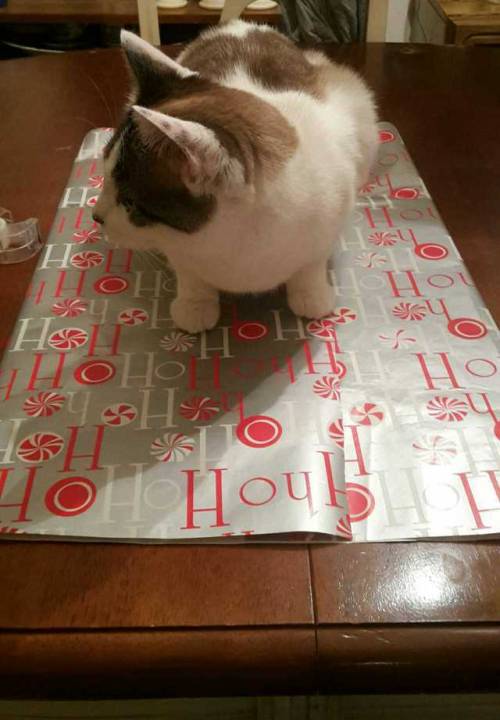 nessiefromspace: Supervising while I wrap presents.