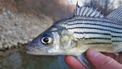 Some classic winter spillway fishing. Free lining bee moths seemed to be the ticket