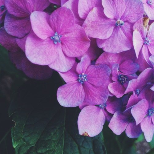 autumnsmoon:  hydrangeas august is my favorite month  8/6/16
