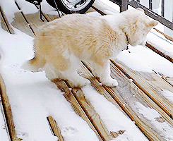 yeollovemebaek:  baby husky’s first time in the snow 