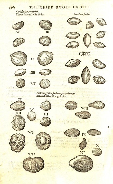 Science Saturday: Gerard’s HerballAmong our favorite books in the collection is the 1597 first editi