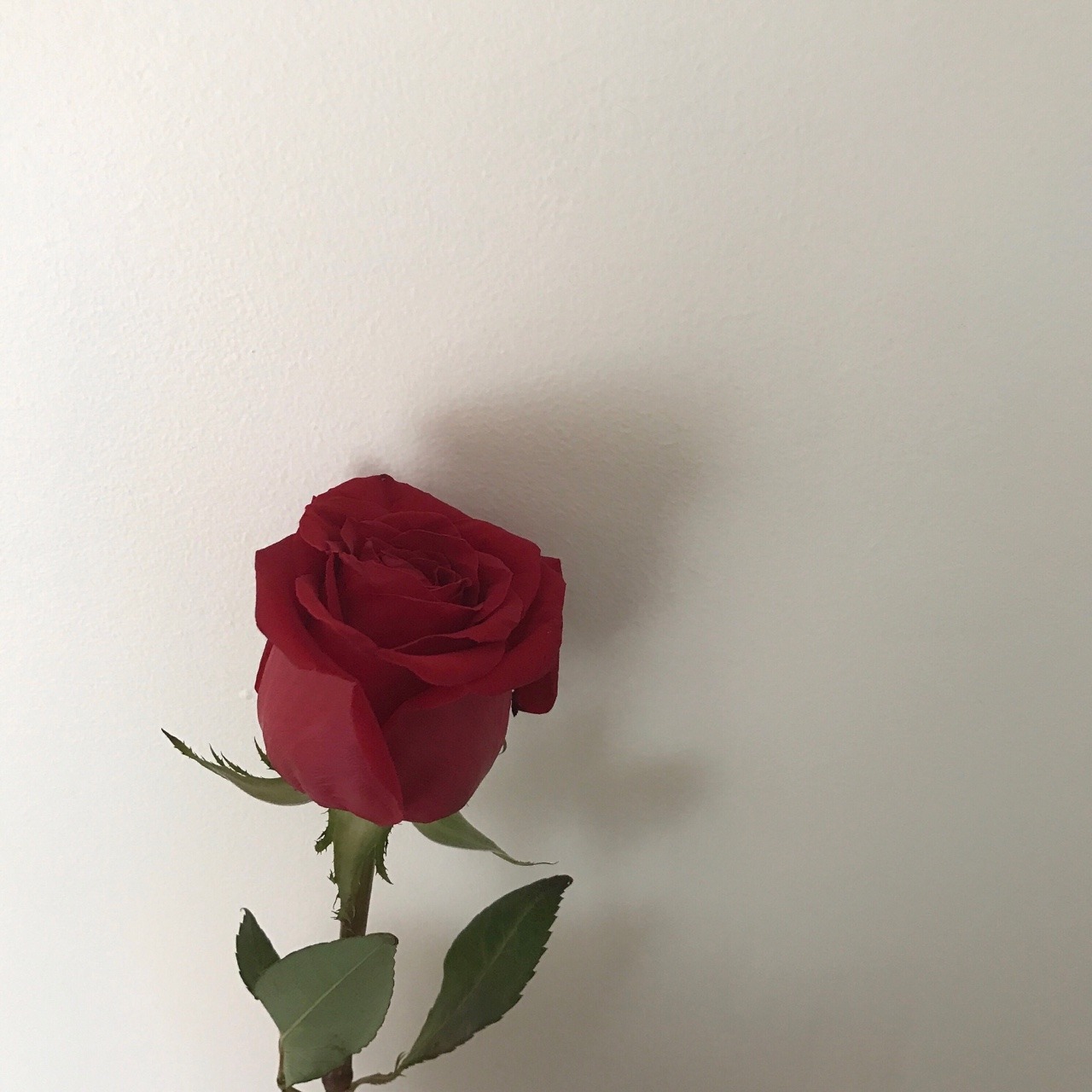 ♡ 𝒹𝑜𝓁𝓁 𝓅𝒶𝓇𝓉𝓈 ♡