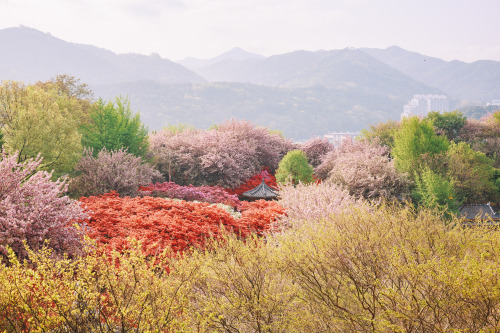 2022-04-24Wansan Flower GardenCanon EOS R3 + RF50mm f1.8 STMInstagram  |  hwantastic79vivid