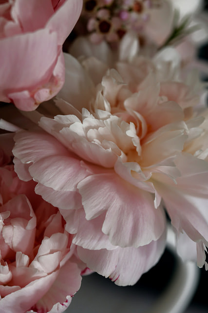 floralls:  peonies by Emma     adult photos