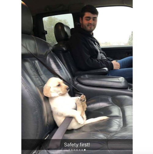 babyanimalgifs:more dog snaps