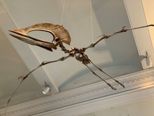 A Tupuxuara leonardii fossil skeleton hangs from the Museum ceiling; it looks as if the fossil skeleton is flying toward the left side of the screen. It has thin bones for its legs and arms and legs. It has a large thick beak and crest atop its head.