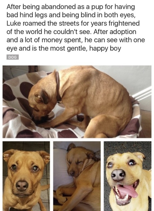 wild-mare-of-prosecution:  alittlebulletgoesalongway:  onyourleftbooob:  Before vs After Adoption[source]    Always adopt.Always.  @themysteriousmissfey @annalovesfiction @prosecutormiles 