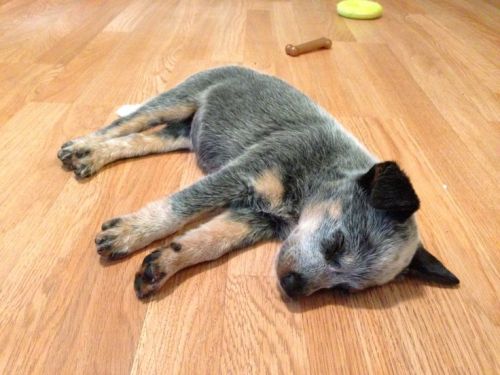 Porn Pics thecutestofthecute:  Australian Cattle Dog/Blue