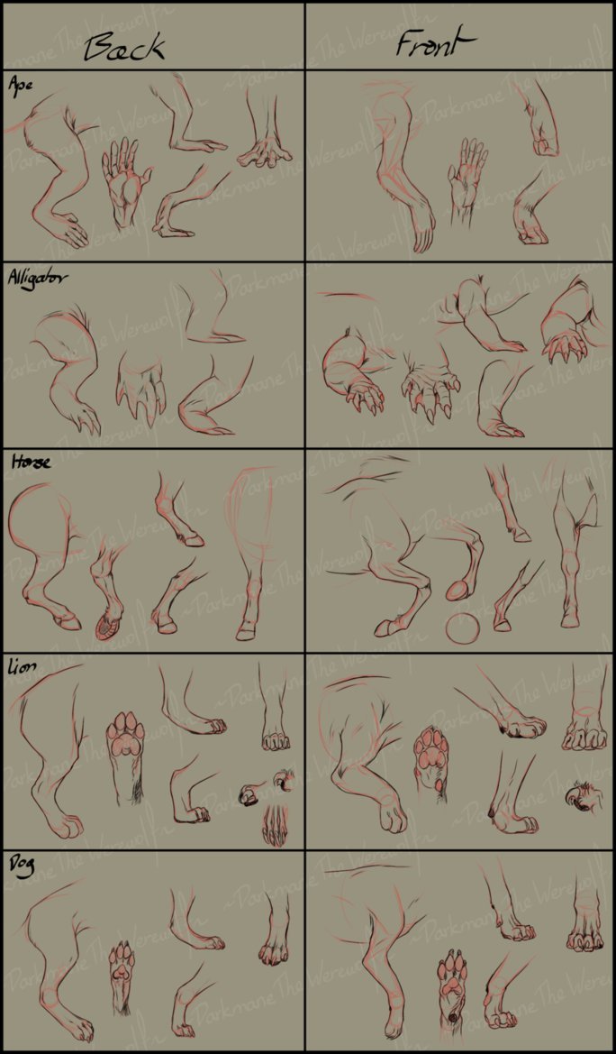 artist-refs:  [Some general Leg Anatomy] by [darkmanethewerewolf]