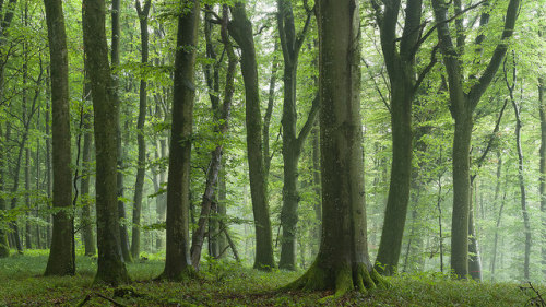 Naturwaldreservat Adenberg by bolliger51 on Flickr.