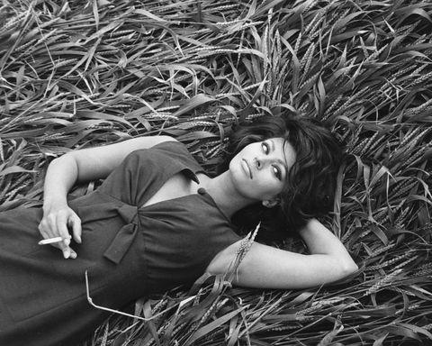 blondebrainpower:  Sophia Loren laying in a wheat field, 1965