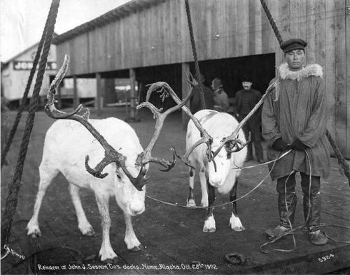 Men with reindeer at John J. Sesnon Company docks, Nome, Alaska, 1907