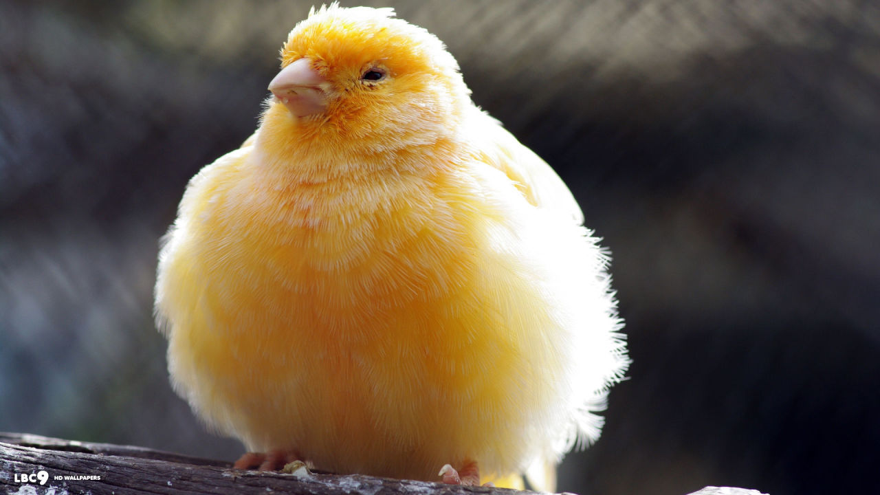 commanderholly:  kinasty:  ex0skeletal:  end0skeletal:  Look at these birbs  Today