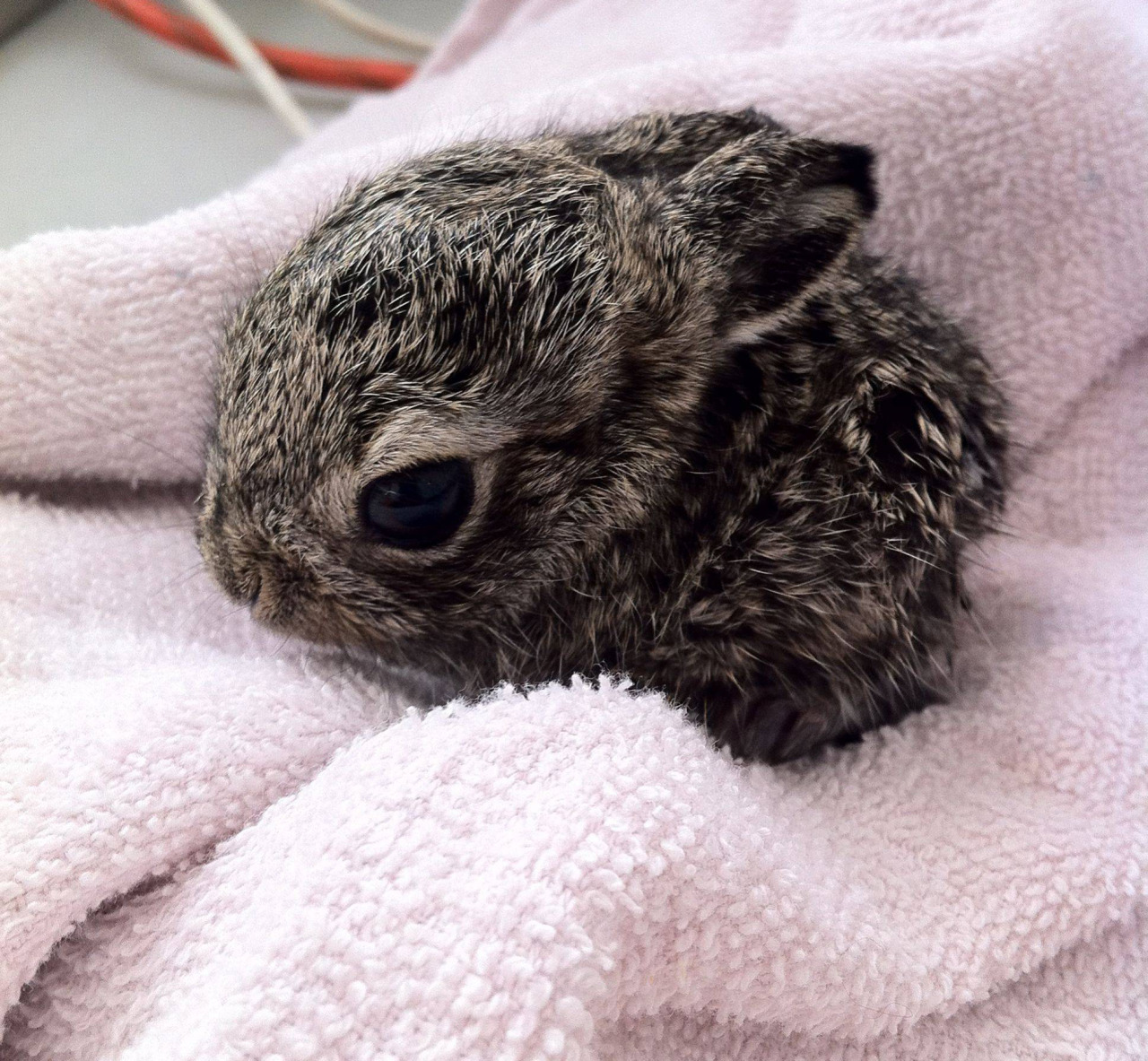 thefluffingtonpost:  Baby Bunny Buys Towels for New Bathroom Having recently renovated