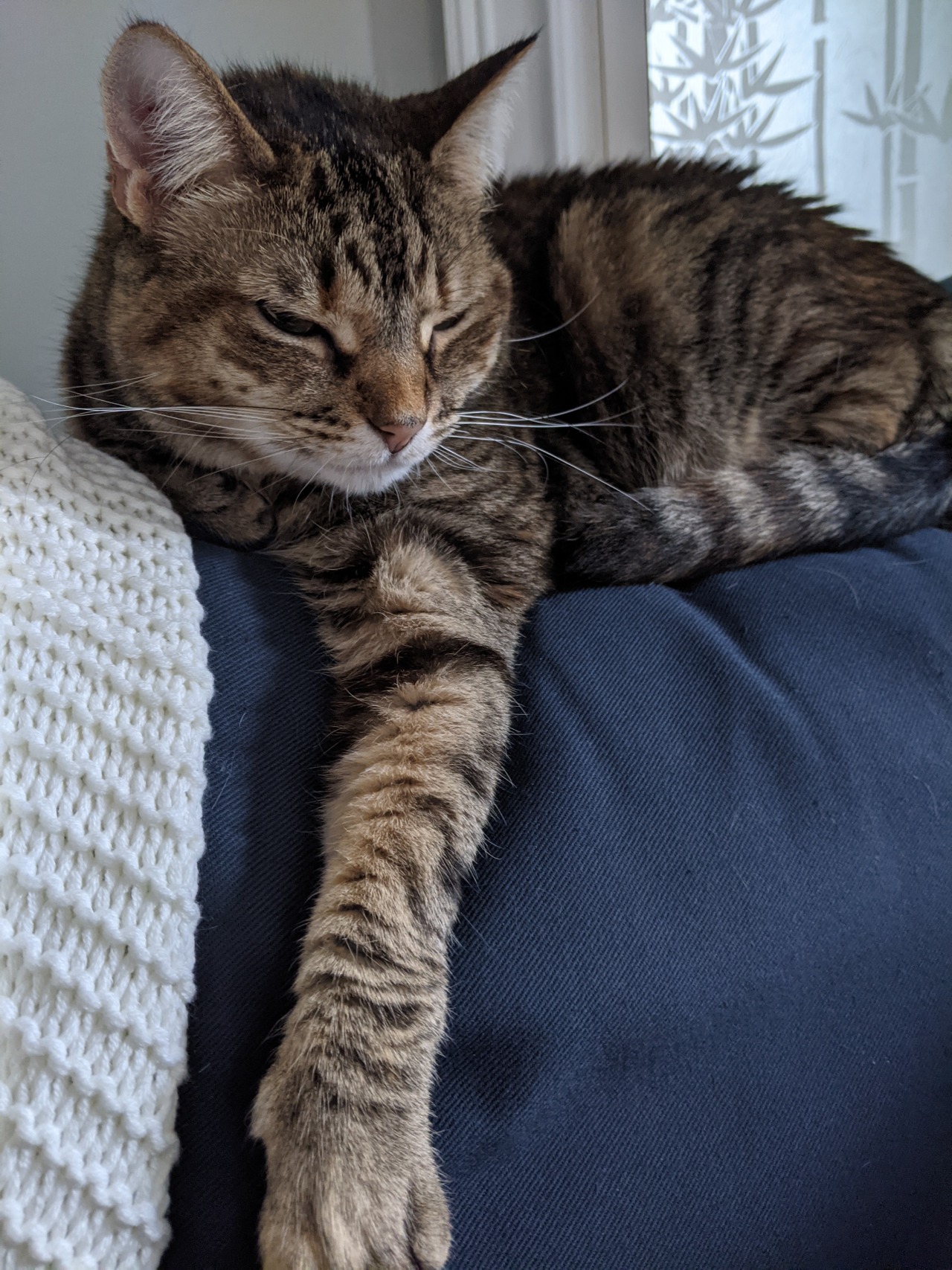 burins:burins:burins:horrid little cat saved me from my devil&rsquo;s nap by