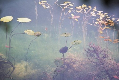 c9x13nczstyj:србија и македонија - soft plants in translucent water