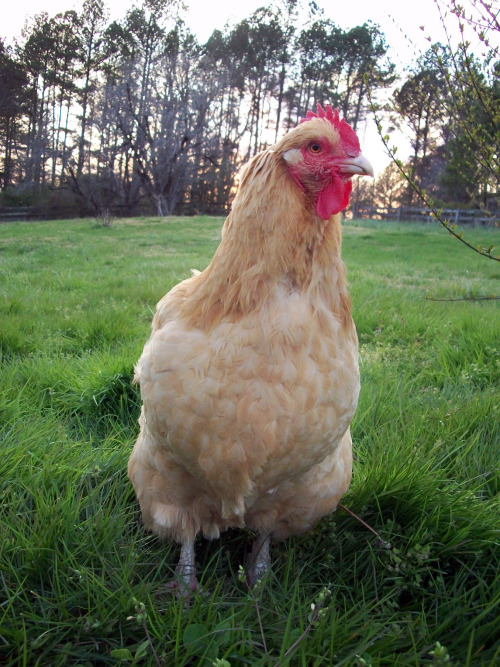 Happy Birthday Hatch Day, Henrietta! This beautiful lady turns 8 years old today!