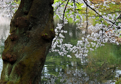 SAKURA:cherry blossoms in full: gardens in Tokyo 都心のサクラ by Gudonjin AIZA