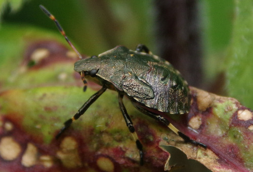 Shield bug nymphs. This species - Picromerus bidens - preys on caterpillars and other insects.